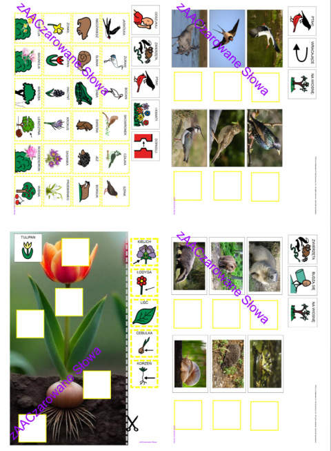 WIOSNA - CAŁY PAKIET AAC, SYMBOLE PCS