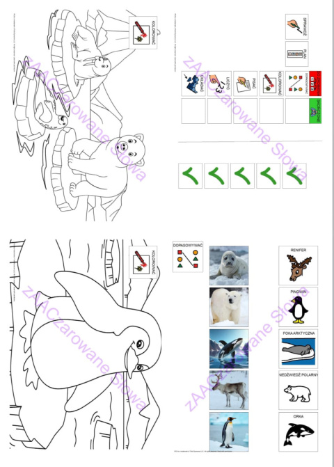 ZWIERZĘTA POLARNE - CAŁY PAKIET