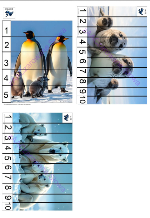 ZWIERZĘTA POLARNE - CAŁY PAKIET