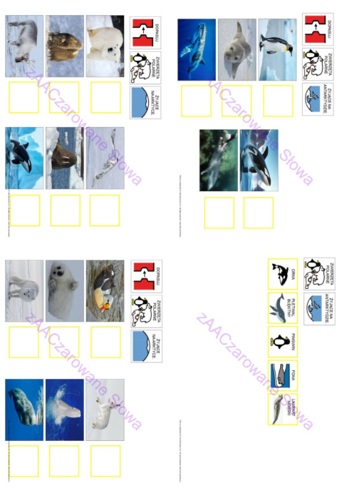 ZWIERZĘTA POLARNE - CAŁY PAKIET