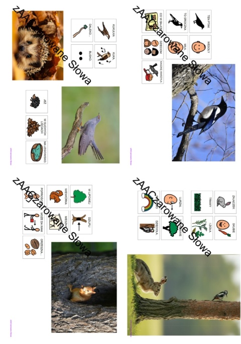 DZIKIE ZWIERZĘTA - CAŁY PAKIET AAC, KARTY PRACY, SYMBOLE PCS