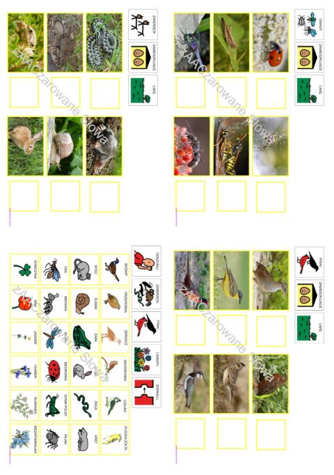 ŁĄKA - CAŁY PAKIET AAC, SYMBOLE PCS